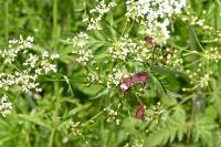 Graphosoma italicum italicum