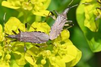 Dicranocephalus albipes