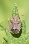 Dyroderes umbraculatus