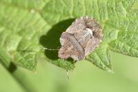 Dyroderes umbraculatus