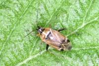 Harpocera thoracica
