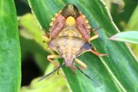 Carpocoris purpureipennis