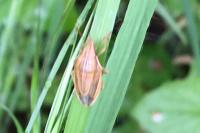 Aelia acuminata