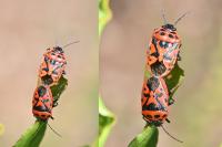 Eurydema ornata