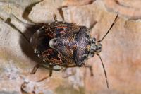 Holcogaster fibulata