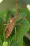 Gonocerus acuteangulatus