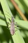 Dicranocephalus albipes