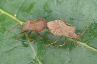 Coreus marginatus