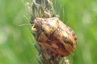 Eurygaster testudinaria