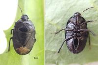 Sehirus morio