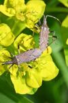 Dicranocephalus albipes
