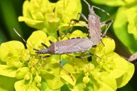 Dicranocephalus albipes