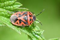 Eurydema ornata