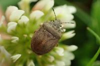 Podops inunctus