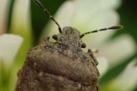 Podops inunctus