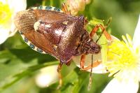 Pinthaeus sanguinipes