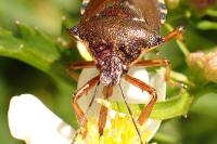 Pinthaeus sanguinipes