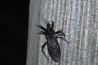 Reduvius personatus