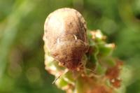 Eurygaster maura