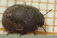 Odontoscelis fuliginosa