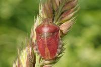 Eurygaster testudinaria