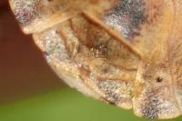 Eurygaster testudinaria