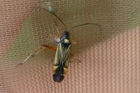 Miris striatus
