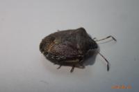 Peribalus strictus vernalis