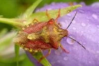 Carpocoris purpureipennis