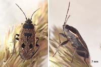 Graptopeltus lynceus