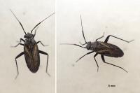 Orthocephalus coriaceus