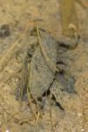 Nepa cinerea