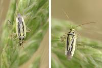 Stenotus binotatus