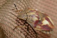 Eurygaster testudinaria