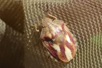 Eurygaster testudinaria