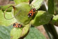 Horvathiolus superbus