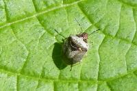 Stagonomus venustissimus