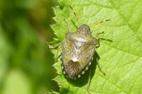 Peribalus strictus vernalis
