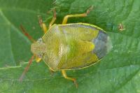 Piezodorus lituratus