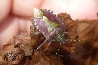 Dolycoris baccarum