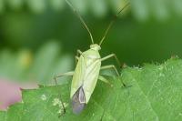 Calocoris affinis