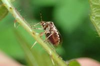 Stagonomus venustissimus