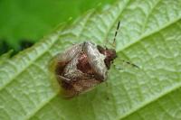 Stagonomus venustissimus