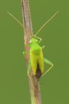 Eurycolpus flaveolus