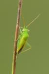 Eurycolpus flaveolus