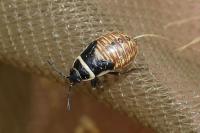 Platyplax salviae