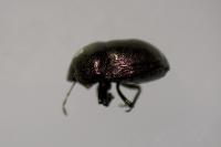 Thyreocoris scarabaeoides