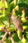Gonocerus acuteangulatus