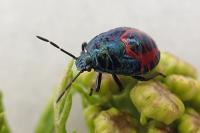 Zicrona caerulea