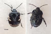 Tritomegas bicolor